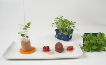 Dessert, nougat chicory cream 02