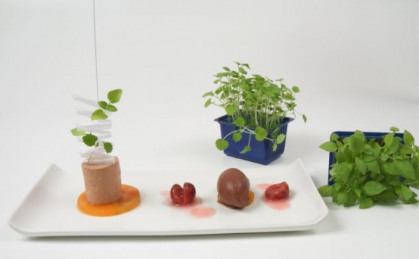 Dessert, nougat chicory cream 02